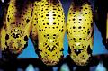 idea chrysalides